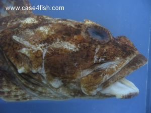 Foto Galerie/Perciformes/Cottoidei/Myoxocephalus scorpius/Myoxocephalus scorpius_06_S.jpg
